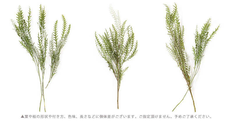 アンブランシュ プリザーブドフラワー ドライフラワー 花材