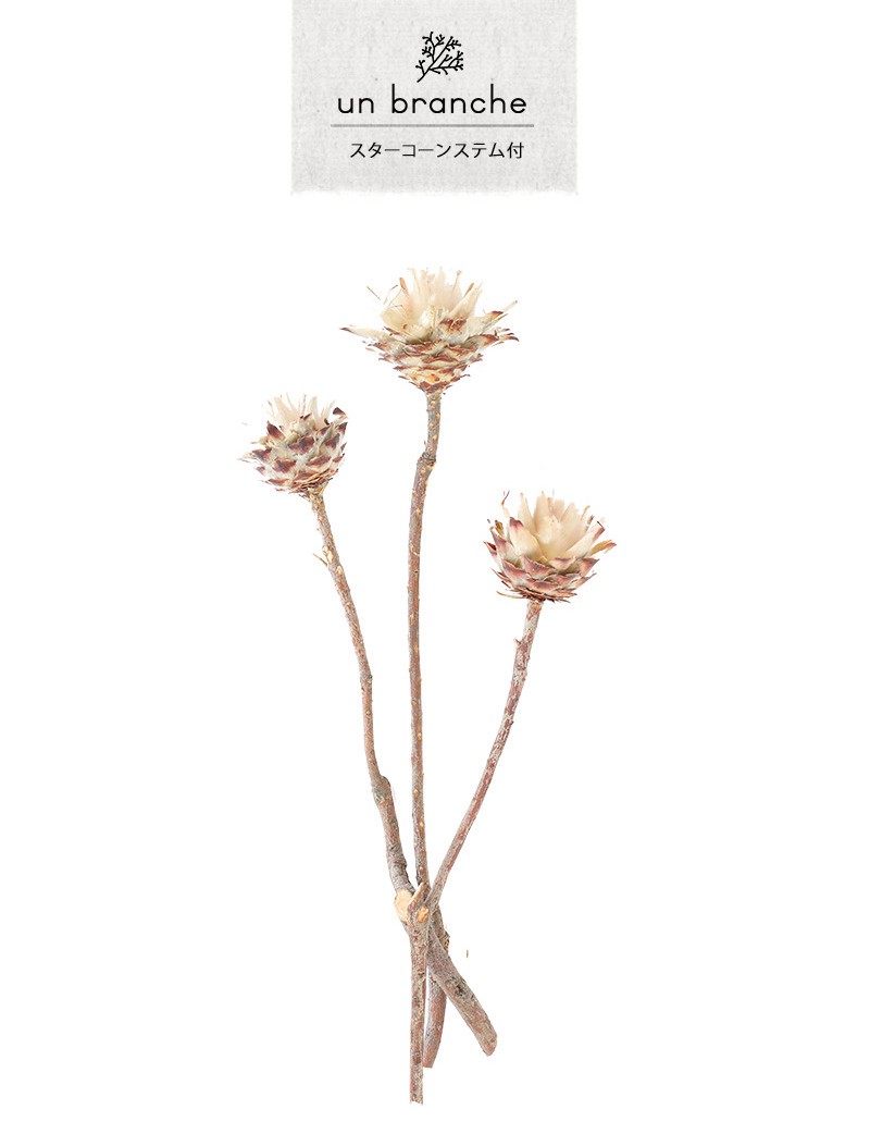 花材 ドライフラワー
