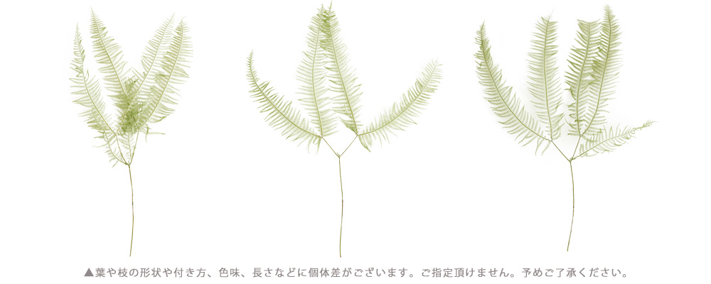 アンブランシュ プリザーブドフラワー ドライフラワー 花材