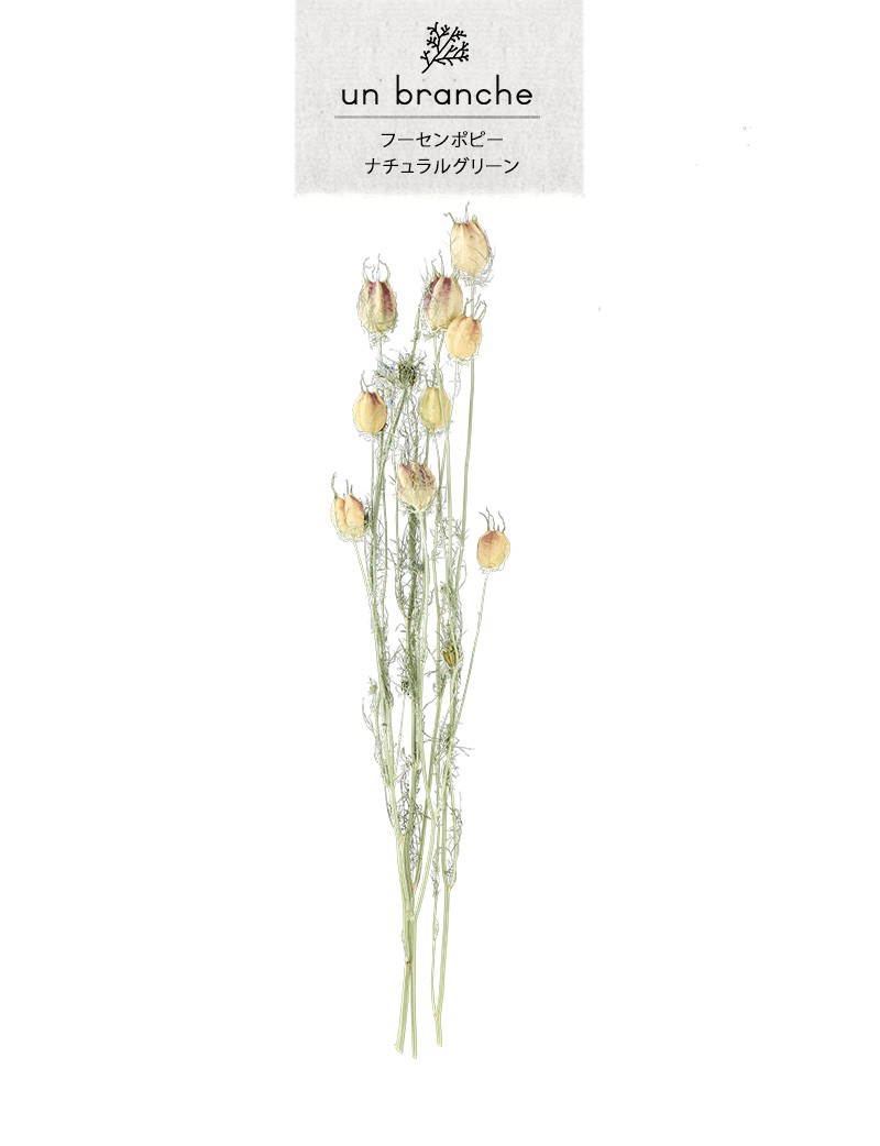 花材 ドライフラワー