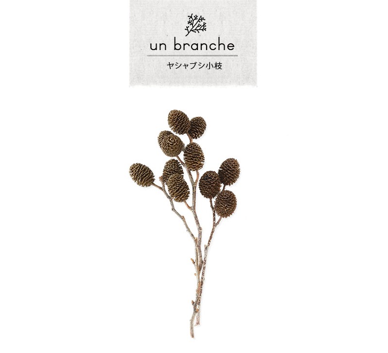 花材 ドライフラワー