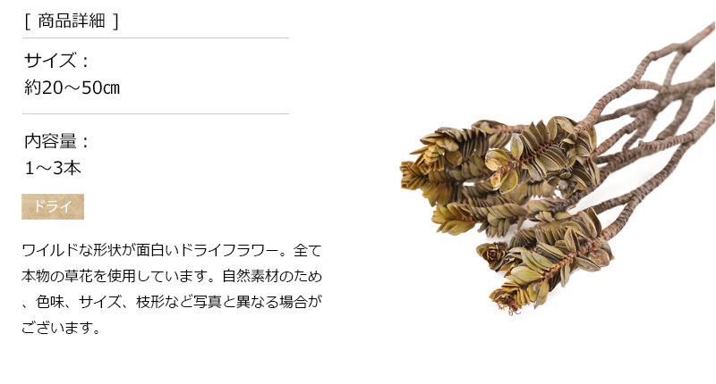 パインブッシュ プリザーブドフラワー ドライフ...の詳細画像2