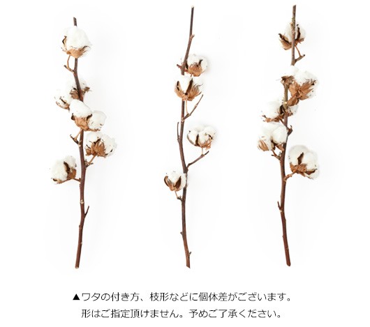 アンブランシュ プリザーブドフラワー ドライフラワー 花材