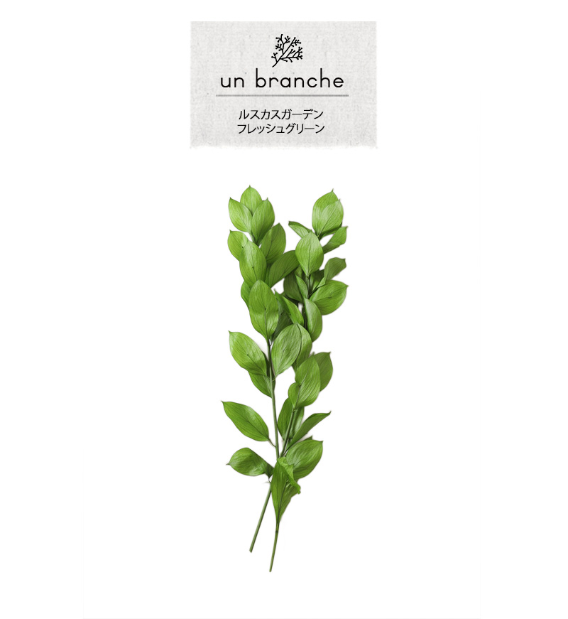 ルスカスガーデン フレッシュグリーン プリザー...の詳細画像1