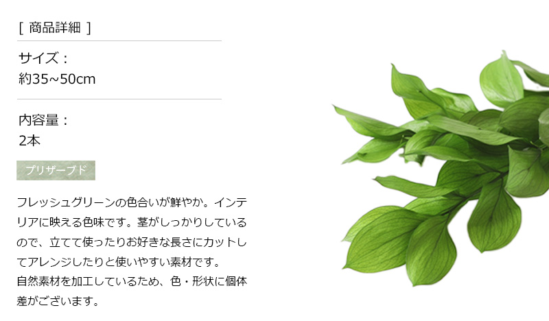 ルスカスガーデン フレッシュグリーン プリザー...の詳細画像2