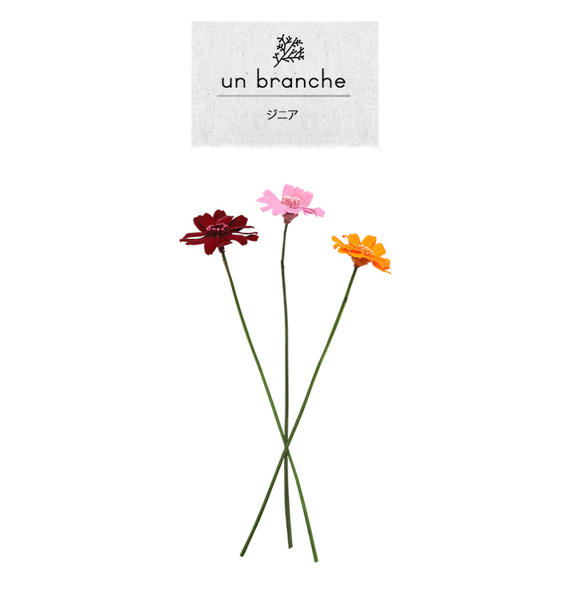 ジニア プリザーブドフラワー ドライフラワー 花材 販売 小分け