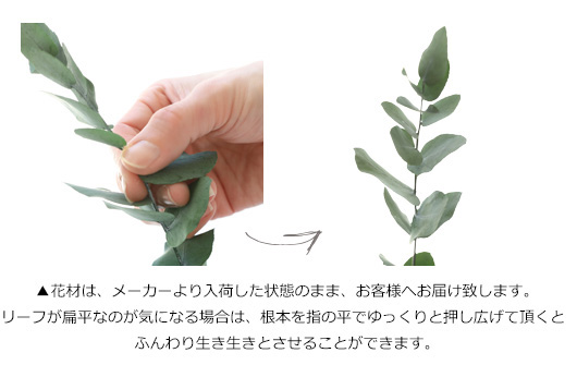 バリューセットA  プリザーブドフラワー ドライフラワー 花材 小分け ナチュラル シンプル 手作り ハンドメイド インテリア 飾り【アンブランシュ】 |  | 04
