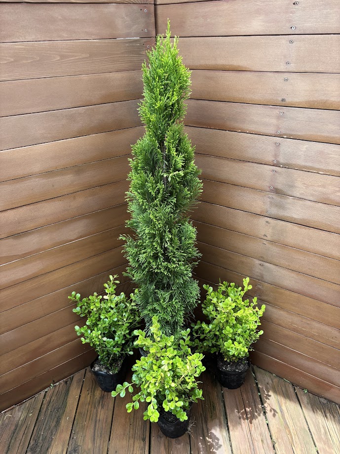 コニファー エレガンテシマ80cm（庭木,植木,常緑樹,コニファー