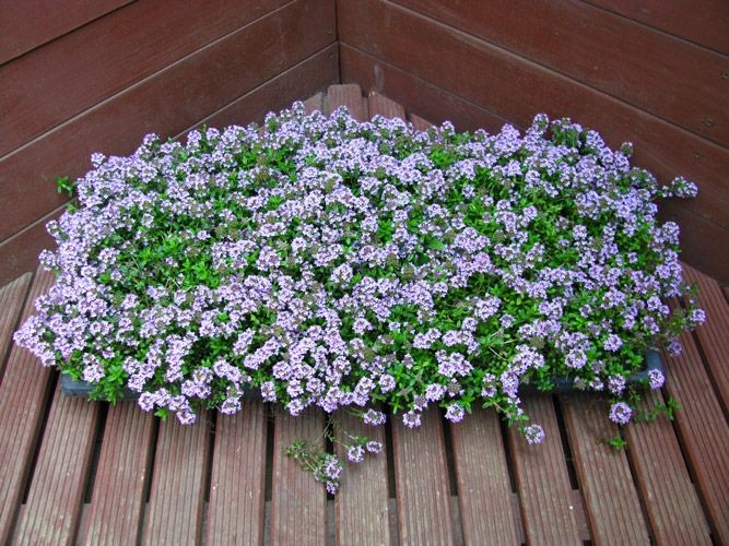 タイム“ロンギカウリス”マット苗※2025年の花期は終了しました （タイム