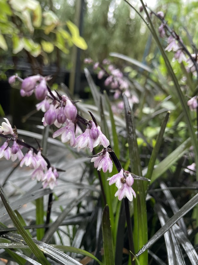 2026年の花期は終了しました お得な2枚セット タイム