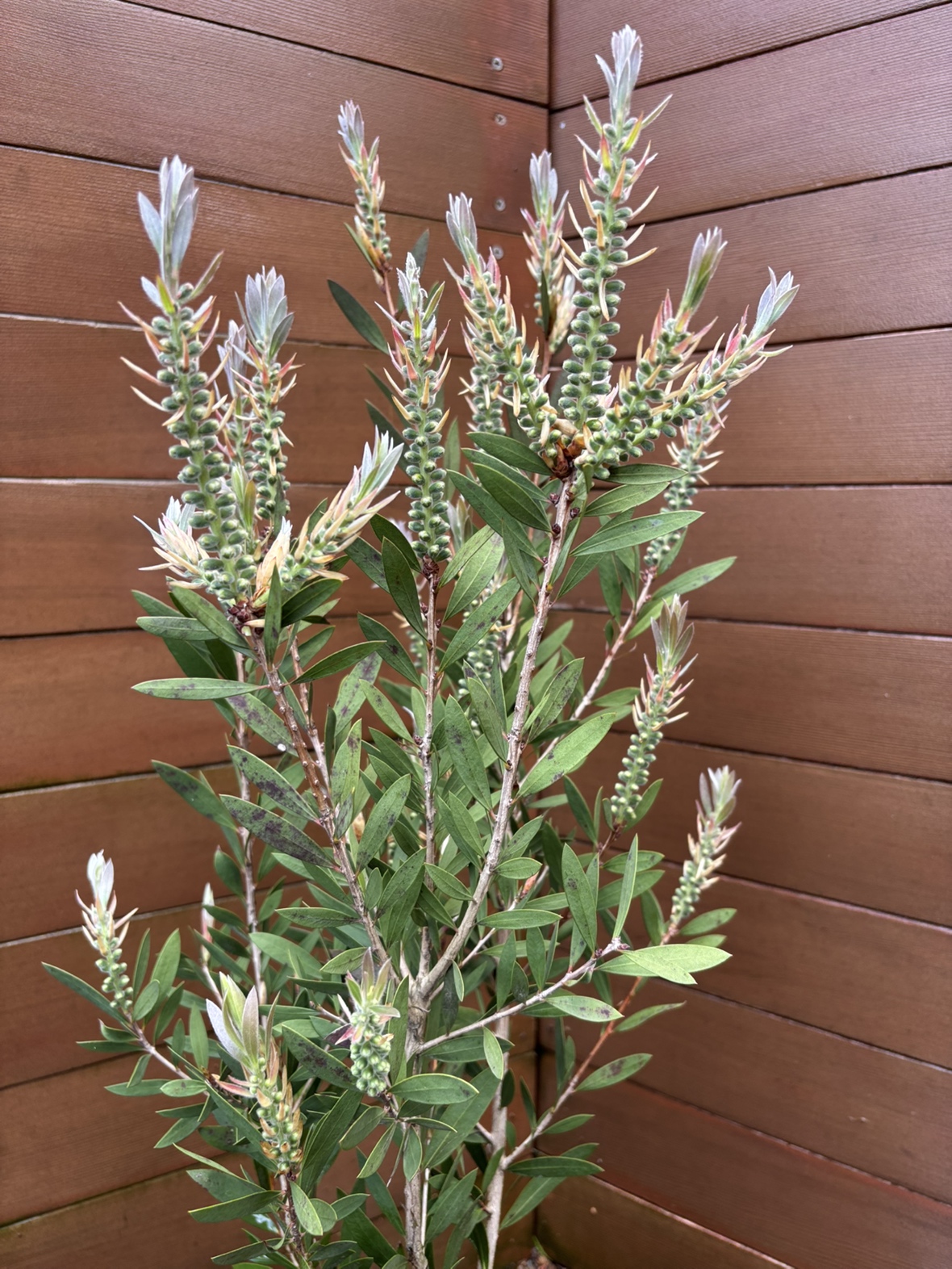 斑入り本サカキ“トリカラー”（庭木,植木,常緑樹,シンボルツリー