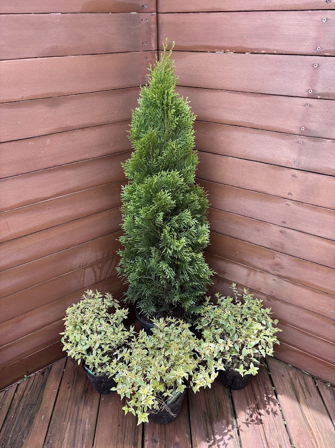 コニファー エレガンテシマ80cm（庭木,植木,常緑樹,コニファー