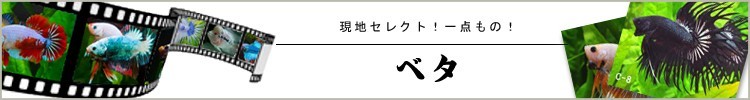 アクアリウム 用品)国産アクリル水槽 W900×D600×H600 板厚 水槽 | www