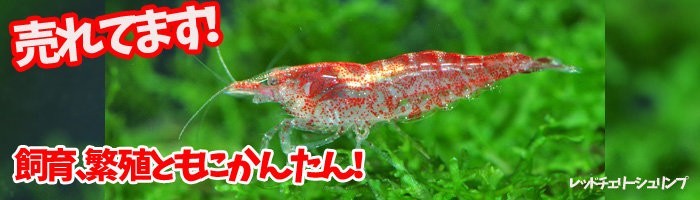 熱帯魚通販のネオス - エビ・ビーシュリンプ（熱帯魚）｜Yahoo!ショッピング