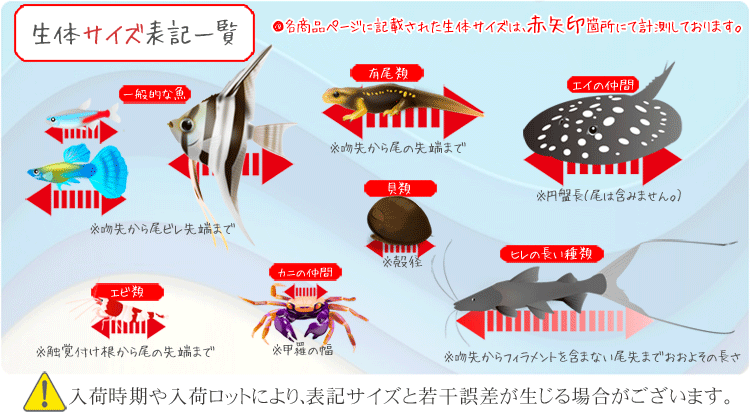 (熱帯魚)シルバーシャーク　約10cm　1匹