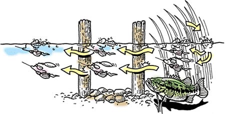 フィッシング遊web店 - バスフィッシング入門｜Yahoo!ショッピング