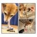 国産 無添加 うなぎの頭 乾燥タイプ 70g 犬用 約10〜15個入り おやつ ペットフード 鰻 ウナギ 骨 歯磨き デンタルケア DHA EPA 土用の丑の日 関連画像5