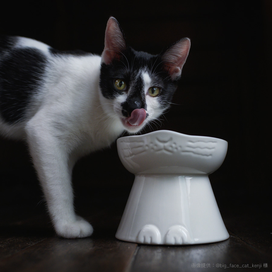 nnma んーま 猫用 フードボウル 日本製 磁器 脚付き 美濃焼 食器 食べ