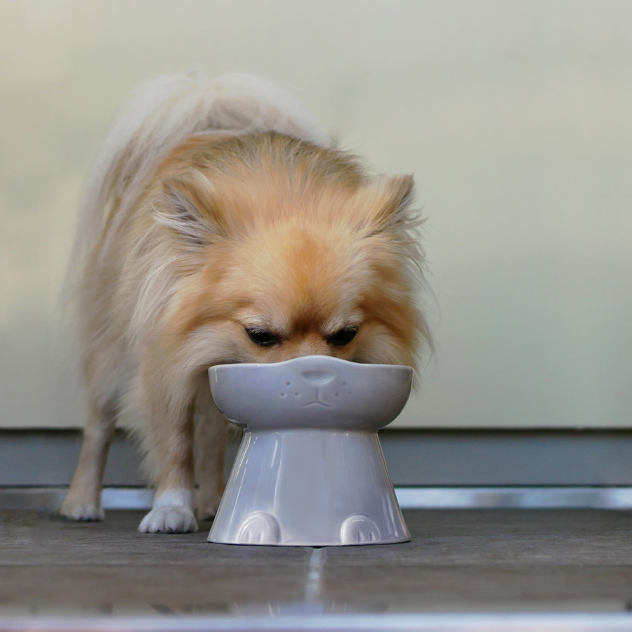 nnma んーま 犬用 フードボウル 日本製 磁器 脚付き 美濃焼 食器 食べ