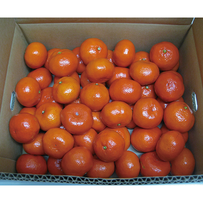 y|Cg10{z26-04 쌧 g݂ F643 | 2025NΕ Mtg