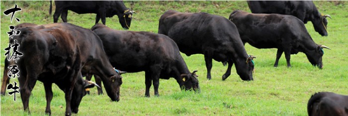 黒毛和牛A5等級