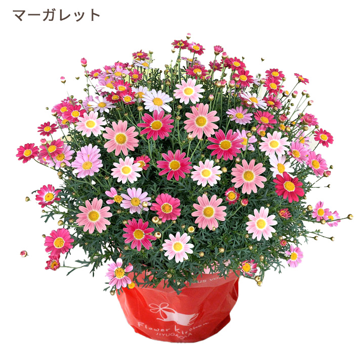 母の日 ギフト 花 2026 カーネーション 早割 プレゼント 選べる花鉢 カーネーション マーガレット ケイトウ 鉢植え 5号鉢 生花 50代 60代 70代 80代 FKHH | FlowerKitchen | 05