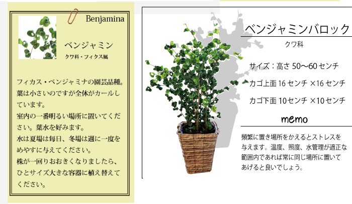 FlowerKitchen 観葉植物 ベンジャミン バロック 即日発送 あすつく