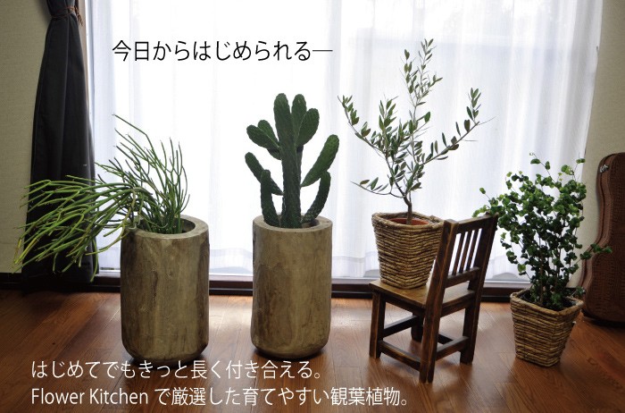 FlowerKitchen 観葉植物 ベンジャミン バロック 即日発送 あすつく
