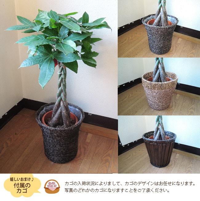 ユッカ 青い鉢 植物 FlowerKitchen ユッカ 青年の樹 観葉植物 ユッカ の鉢植えM 7号鉢 即日