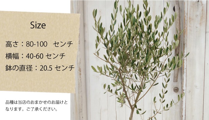 FlowerKitchen 観葉植物 オリーブの木 7号スタンダードタイプ FKTK