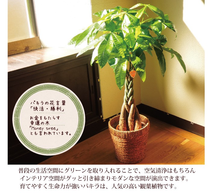 ラブリー観葉 植物 パキラ 花 言葉 美しい花の画像