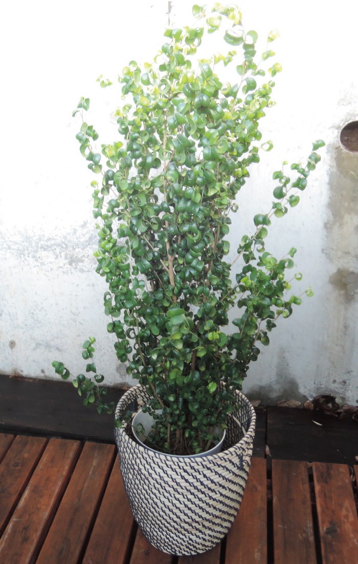 FlowerKitchen 観葉植物 ベンジャミン バロック7号＋IKEA北欧カゴ 送料