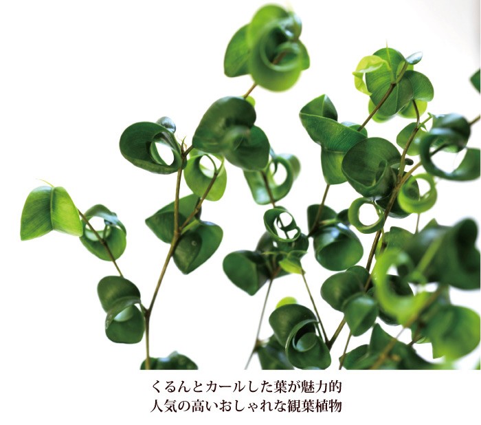 ベンジャミン　バロック　大株　約100センチ FlowerKitchen 観葉植物 ベンジャミン バロック7号＋IKEA北欧カゴ 送料