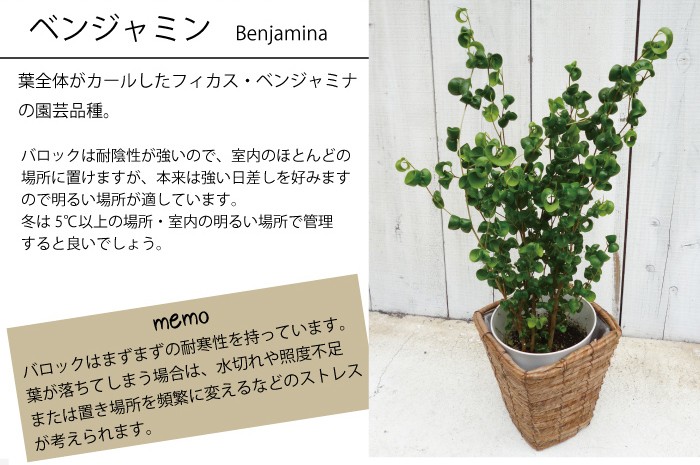 FlowerKitchen 観葉植物 ベンジャミン バロック 即日発送 あすつく