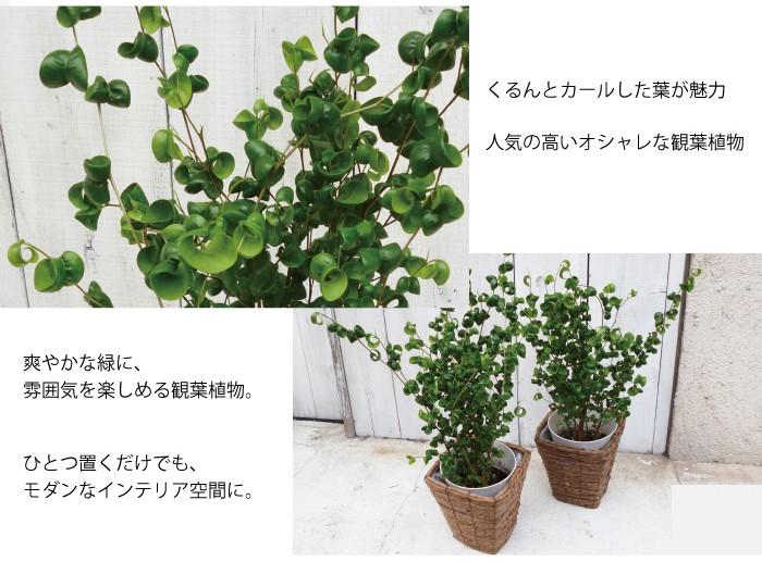 【観葉植物】ベンジャミンバロック[高さ１m程度]おまけ付き！ ベンジャミンバロック 大苗 観葉植物 インテリア - 【パリジェンヌ