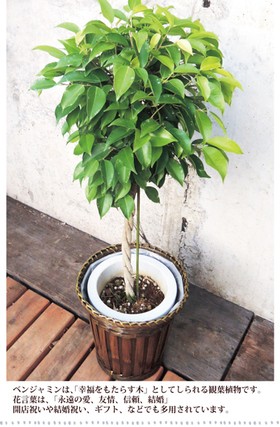 FlowerKitchen ベンジャミンL7号 観葉植物 送料無料 グリーン 即日発送