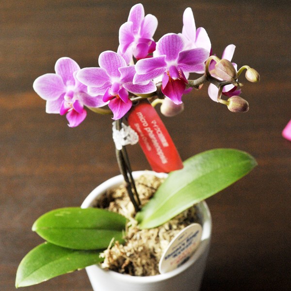 FlowerKitchen 胡蝶蘭 産地直送の花ギフト 【A-141】マイクロ胡蝶蘭