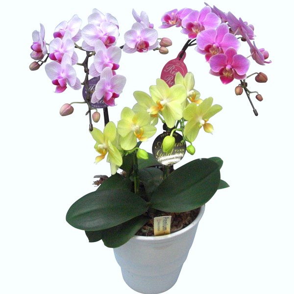 FlowerKitchen 胡蝶蘭 ギフト 産地直送の花ギフト ミディ胡蝶蘭 3本