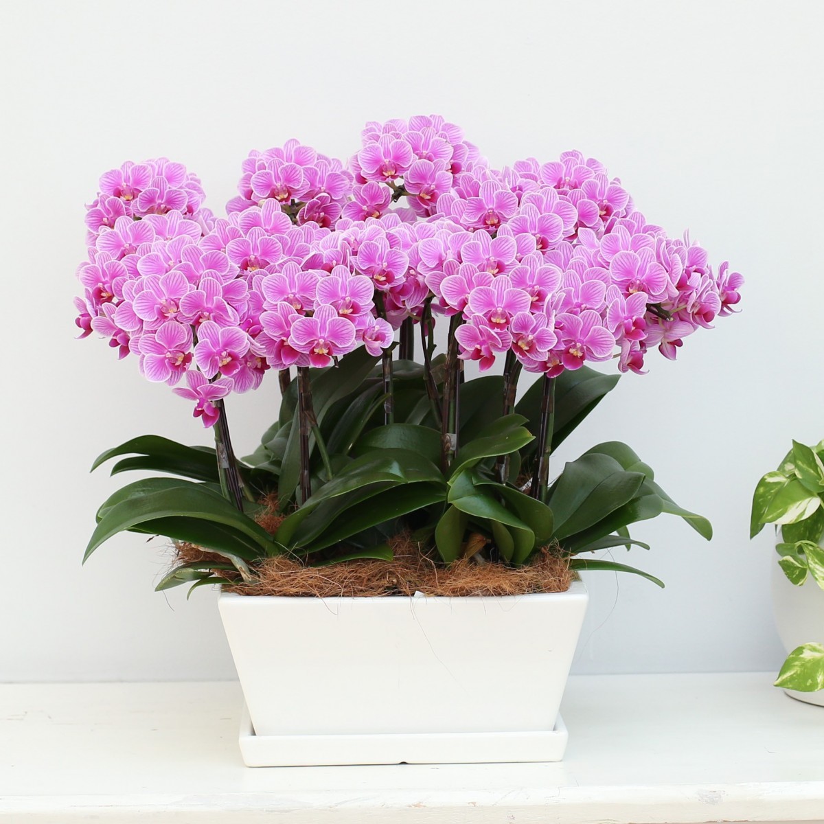 ミディ胡蝶蘭12個セット FlowerKitchen 胡蝶蘭 ギフト 産地直送の花ギフト 【A-148