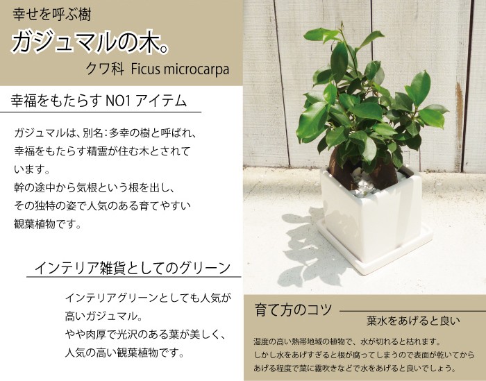 観葉植物 ガジュマル 5号 四角陶器鉢 即日発送 あすつく グリーンギフト Gajyu Flowerkitchen Jiyugaoka 通販 Yahoo ショッピング