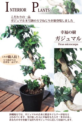 FlowerKitchen ガジュマル8号鉢ねじり : FlowerKitchen JIYUGAOKA