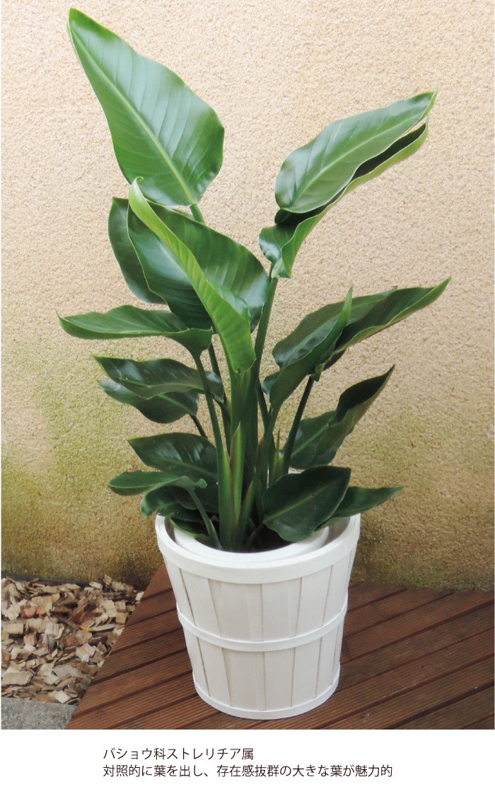FlowerKitchen ストレリチア 7号鉢 オーガスタ ニコライ IKEA KALASA