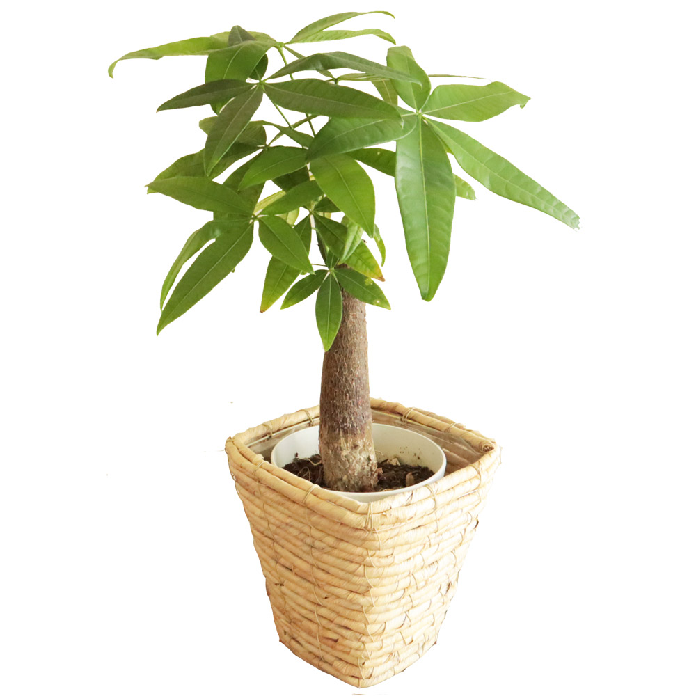 パキラの花様 リクエスト 2点 まとめ商品 4cbd96853292608381fc556bf7d8a0