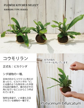 ビカクシダ コウモリラン 苔玉 ハンギングワイヤー付き 即日発送 あすつく Koumoriran Flowerkitchen Jiyugaoka 通販 Yahoo ショッピング