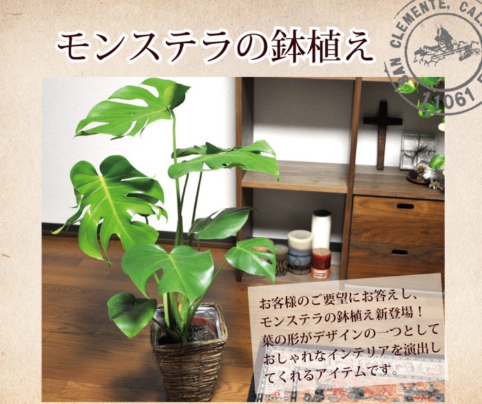 モンステラ 四角カゴつき 鉢植え 観葉植物 即日発送 あすつくのインテリアグリーン ギフト 引っ越し祝い 新築祝い  :monsutera:FlowerKitchen JIYUGAOKA - 通販 - Yahoo!ショッピング