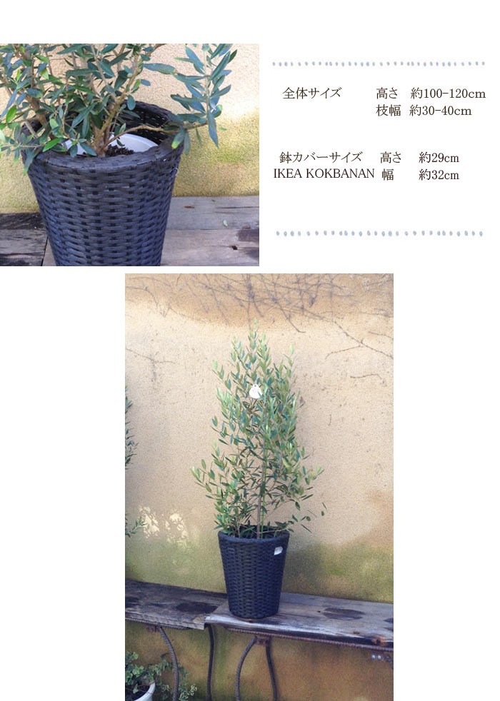 観葉植物 オリーブ8号サイズ 貴宝園×IKEA KOKBANAN 選べる品種 カゴ付き FlowerKitchen JIYUGAOKA - 通販 -  PayPayモール