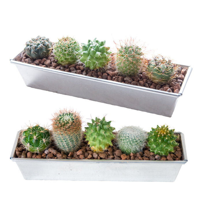 FlowerKitchen 選べる砂利カラー サボテン アルミケース 2個セット