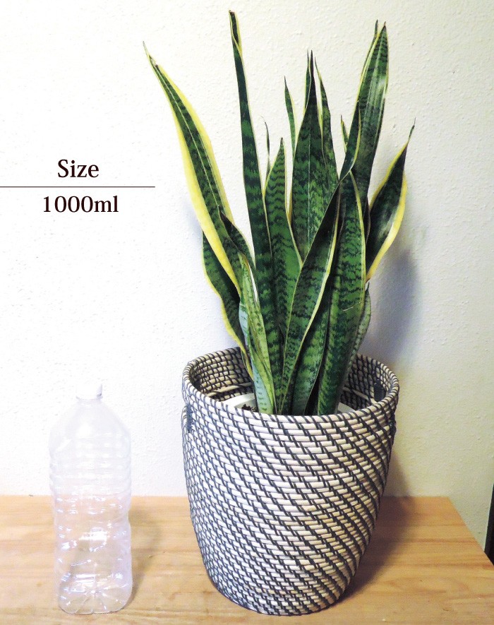 FlowerKitchen サンセベリア 7号鉢 ＋ IKEA北欧カゴ ローグコルン 観葉