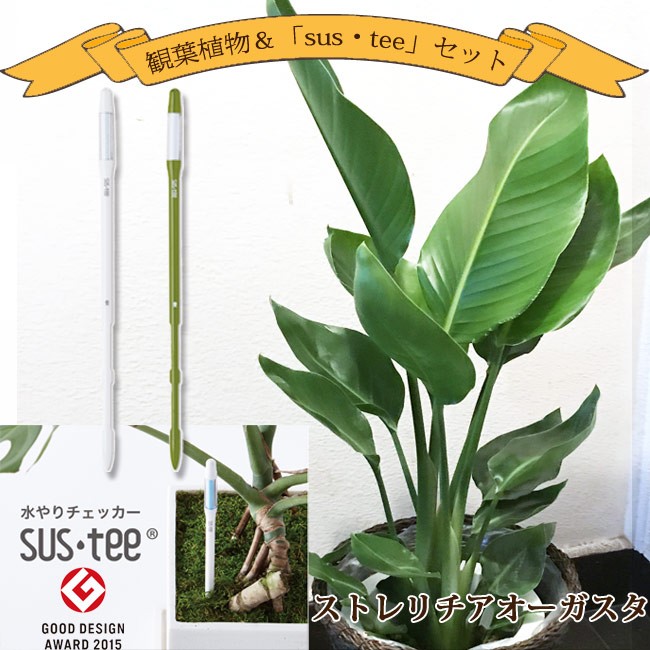 FlowerKitchen 観葉植物 ストレリチアオーガスタ7号 + 選べるカラー
