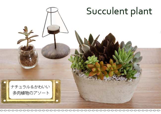 ❤️専用❤️多肉植物❤️そのまま飾れる寄せ植え❤️２点セット❤️ 多肉植物寄せ植え そのまま飾れる寄せ植え 2つセット☆* - メルカリ